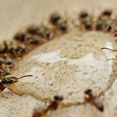 Les fourmis : une infestation à ne pas prendre à la légère