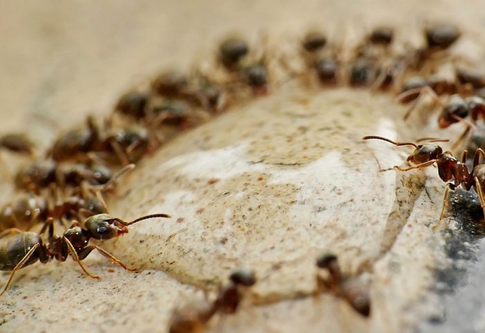 Les fourmis : une infestation à ne pas prendre à la légère