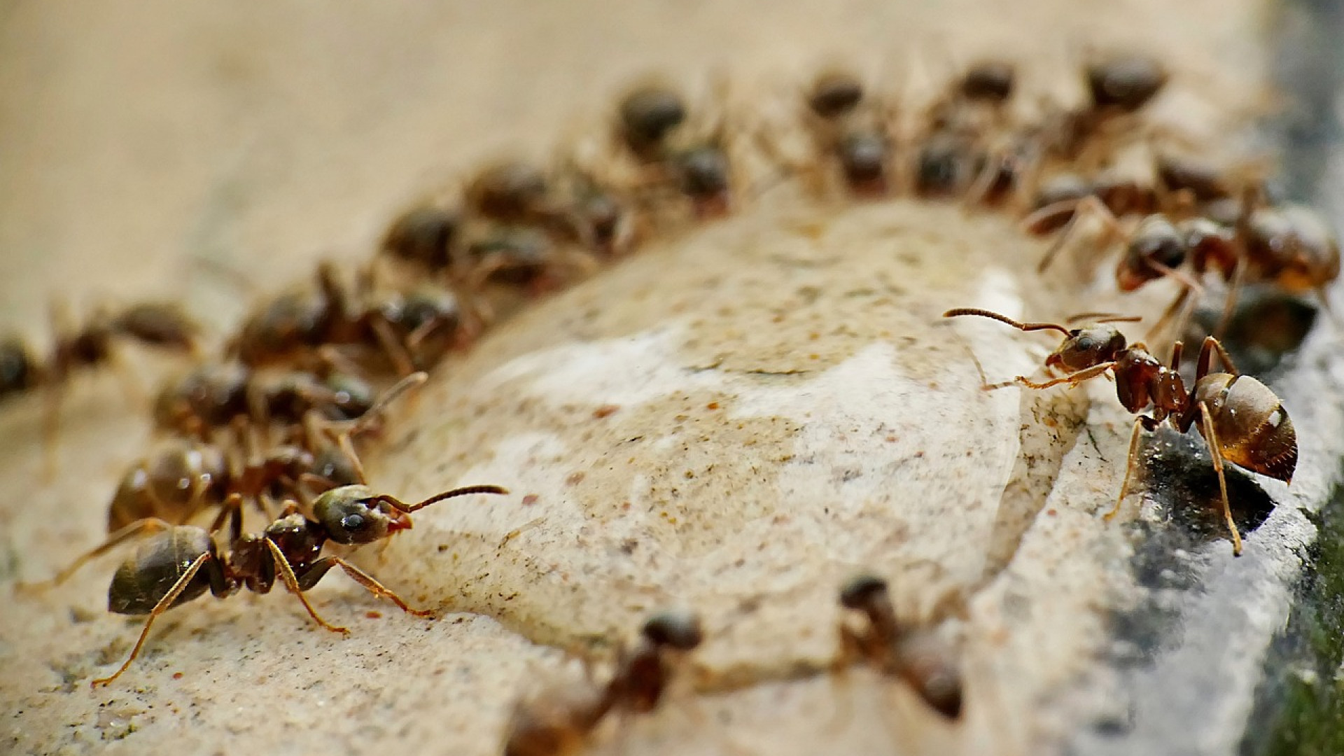 Les fourmis : une infestation à ne pas prendre à la légère