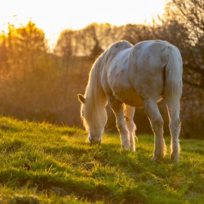 Le crottin de cheval : un fertilisant bio et efficace pour une agriculture durable