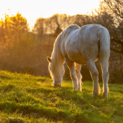 Le crottin de cheval : un fertilisant bio et efficace pour une agriculture durable