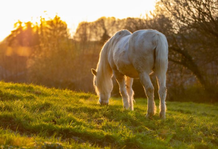Le crottin de cheval : un fertilisant bio et efficace pour une agriculture durable